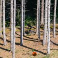 Borno_downhill_2023-08-19_dm_0061